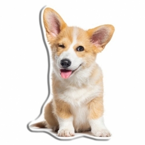 Pies Corgi KSZTDOG02