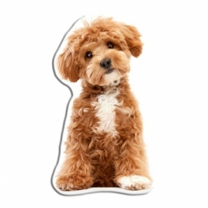 Pies Maltipoo KSZTDOG01