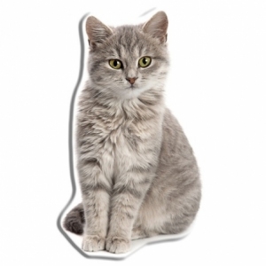 Szary Kot KSZTCAT04